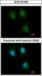 Anti-IFITM1 antibody used in Immunocytochemistry/ Immunofluorescence (ICC/IF). GTX101728