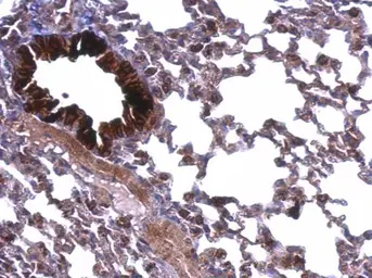 Anti-ATP5A1 antibody [C2C3], C-term used in IHC (Paraffin sections) (IHC-P). GTX101741