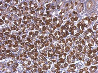 Anti-ATP5A1 antibody [C2C3], C-term used in IHC (Paraffin sections) (IHC-P). GTX101741