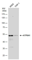 Anti-ATP5A1 antibody [C2C3], C-term used in Western Blot (WB). GTX101741