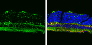 Anti-ATP5A1 antibody [C2C3], C-term used in IHC (Frozen sections) (IHC-Fr). GTX101741