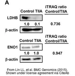 Anti-ENO1 antibody [N3C3] used in Western Blot (WB). GTX101803