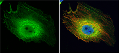 Anti-ENO1 antibody [N3C3] used in Immunocytochemistry/ Immunofluorescence (ICC/IF). GTX101803