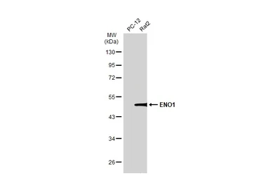 Anti-ENO1 antibody [N3C3] used in Western Blot (WB). GTX101803