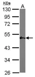 Anti-ENO1 antibody [N3C3] used in Western Blot (WB). GTX101803