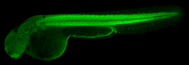 Anti-ENO1 antibody [N3C3] used in IHC (Whole mount) (IHC-Wm). GTX101803