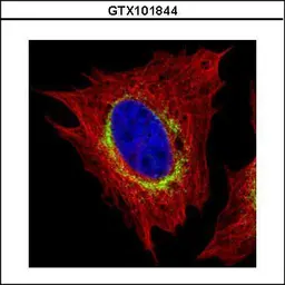 Anti-Ribosome binding protein 1 antibody [C3], C-term used in Immunocytochemistry/ Immunofluorescence (ICC/IF). GTX101844