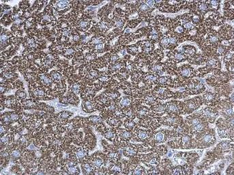 Anti-UQCRC1 antibody [N1N3] used in IHC (Paraffin sections) (IHC-P). GTX101862