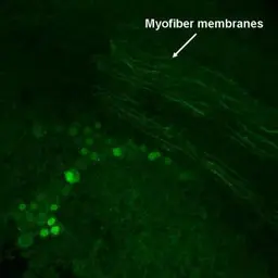 Anti-GAD67 antibody used in IHC (Whole mount) (IHC-Wm). GTX101881