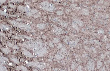 Anti-GAD67 antibody used in IHC (Paraffin sections) (IHC-P). GTX101881