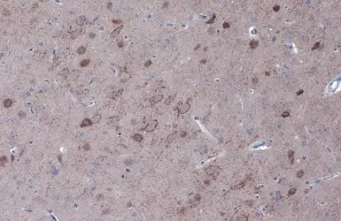 Anti-GAD67 antibody used in IHC (Paraffin sections) (IHC-P). GTX101881