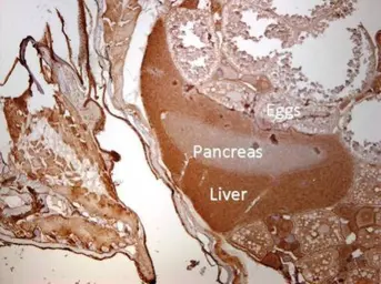 Anti-ARPC2 antibody used in IHC (Paraffin sections) (IHC-P). GTX101984