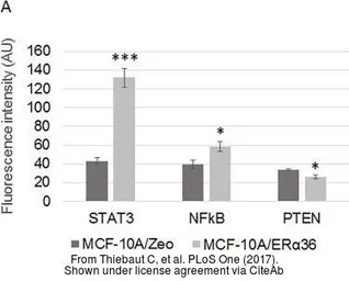 Anti-NFkB p65 antibody used in Immunocytochemistry/ Immunofluorescence (ICC/IF). GTX102090