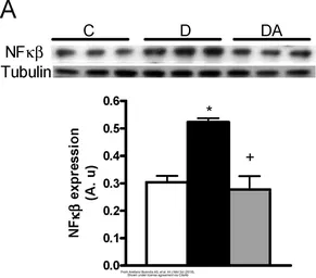 Anti-NFkB p65 antibody used in Western Blot (WB). GTX102090