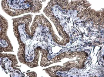 Anti-Prohibitin 2 antibody used in IHC (Paraffin sections) (IHC-P). GTX102100