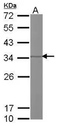 Anti-Prohibitin 2 antibody used in Western Blot (WB). GTX102100