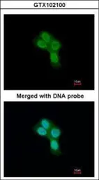 Anti-Prohibitin 2 antibody used in Immunocytochemistry/ Immunofluorescence (ICC/IF). GTX102100