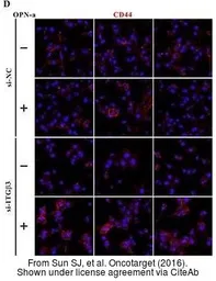 Anti-CD44 antibody used in Immunocytochemistry/ Immunofluorescence (ICC/IF). GTX102111