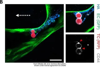 Anti-CD44 antibody used in Immunocytochemistry/ Immunofluorescence (ICC/IF). GTX102111