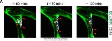 Anti-CD44 antibody used in Live cell imaging (LCI). GTX102111