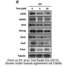 Anti-CD44 antibody used in Western Blot (WB). GTX102111