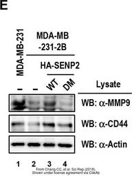 Anti-CD44 antibody used in Western Blot (WB). GTX102111