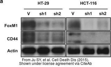 Anti-CD44 antibody used in Western Blot (WB). GTX102111