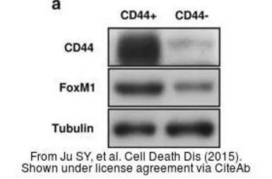 Anti-CD44 antibody used in Western Blot (WB). GTX102111