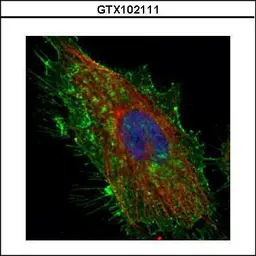 Anti-CD44 antibody used in Immunocytochemistry/ Immunofluorescence (ICC/IF). GTX102111