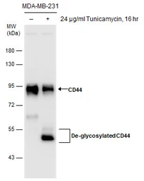 Anti-CD44 antibody used in Western Blot (WB). GTX102111