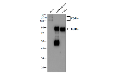 Anti-CD44 antibody used in Western Blot (WB). GTX102111