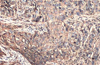 Anti-CD44 antibody used in IHC (Paraffin sections) (IHC-P). GTX102111