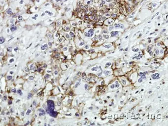 Anti-CD44 antibody used in IHC (Paraffin sections) (IHC-P). GTX102111