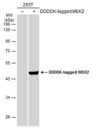 Anti-MEK2 antibody used in Western Blot (WB). GTX102186