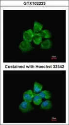 Anti-ARHGEF18 antibody used in Immunocytochemistry/ Immunofluorescence (ICC/IF). GTX102223