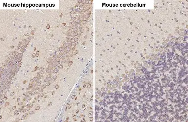 Anti-EEF1A2 antibody [C1C3] used in IHC (Paraffin sections) (IHC-P). GTX102327