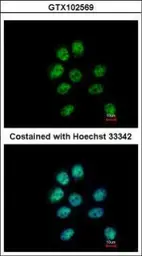 Anti-ZNF143 antibody used in Immunocytochemistry/ Immunofluorescence (ICC/IF). GTX102569