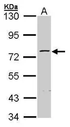 Anti-ZNF143 antibody used in Western Blot (WB). GTX102569