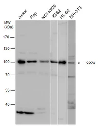 Anti-CD71 antibody [N2C1], Internal used in Western Blot (WB). GTX102596