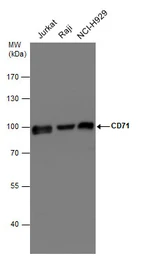 Anti-CD71 antibody [N2C1], Internal used in Western Blot (WB). GTX102596