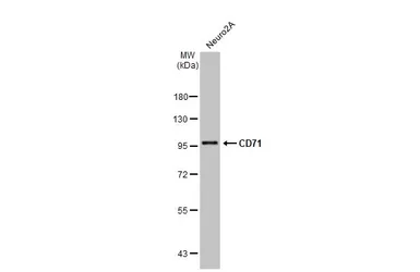 Anti-CD71 antibody [N2C1], Internal used in Western Blot (WB). GTX102596