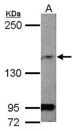 Anti-MAGI1 antibody [C2], C-term used in Western Blot (WB). GTX102612