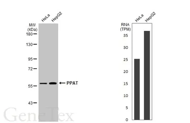 Anti-PPAT antibody used in Western Blot (WB). GTX102725