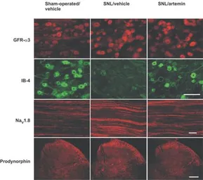 Anti-ProDynorphin antibody used in Immunohistochemistry (IHC). GTX10280