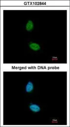 Anti-ZNF134 antibody used in Immunocytochemistry/ Immunofluorescence (ICC/IF). GTX102844