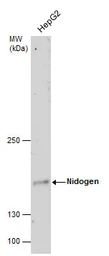 Anti-Nidogen 1 antibody [C1C3] used in Western Blot (WB). GTX102897