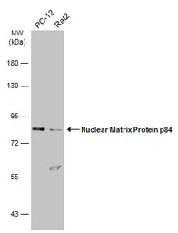 Anti-Nuclear Matrix Protein p84 antibody [C1C3] used in Western Blot (WB). GTX102919