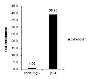 Anti-Nuclear Matrix Protein p84 antibody [C1C3] used in ChIP assay (ChIP assay). GTX102919