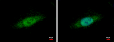 Anti-Nuclear Matrix Protein p84 antibody [C1C3] used in Immunocytochemistry/ Immunofluorescence (ICC/IF). GTX102919