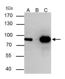 Anti-Nuclear Matrix Protein p84 antibody [C1C3] used in Immunoprecipitation (IP). GTX102919